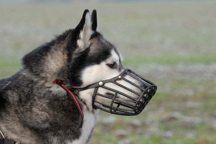 Cachorro usando focinheira gladiador