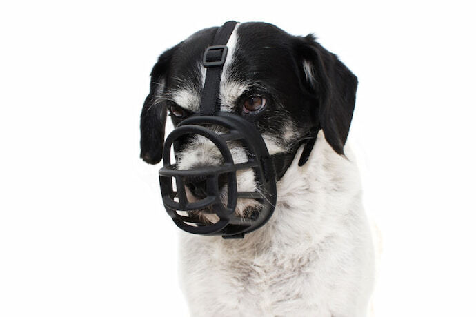Cachorro usando focinheira preta e fundo branco