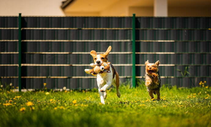 Cachorros correndo com brinquedo