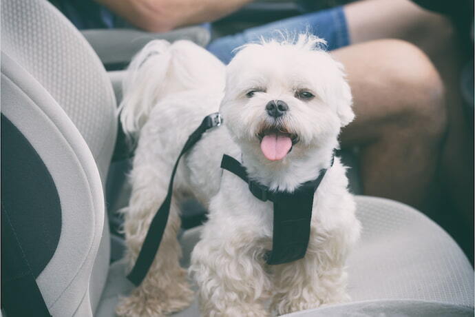 Cachorro no carro com cinto de segurança