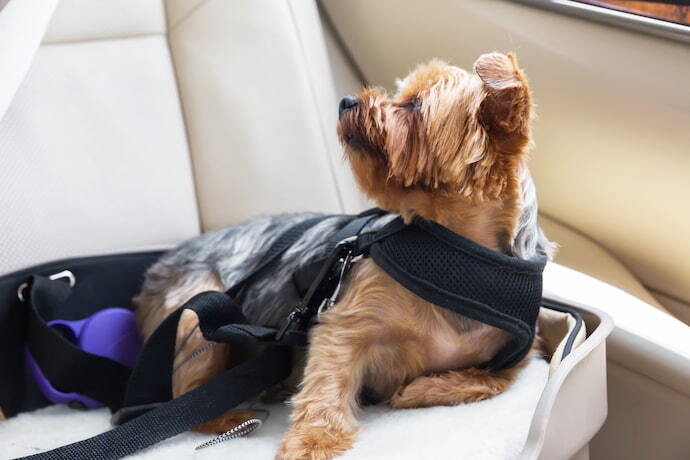 Cachorro deitado no carro com cinto de segurança