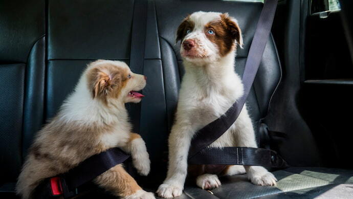 Cachorros dentro do carro com cinto de segurança