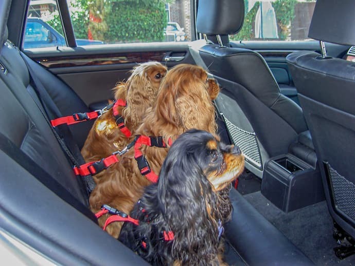 Cachorros sentados no carro com cinto de segurança