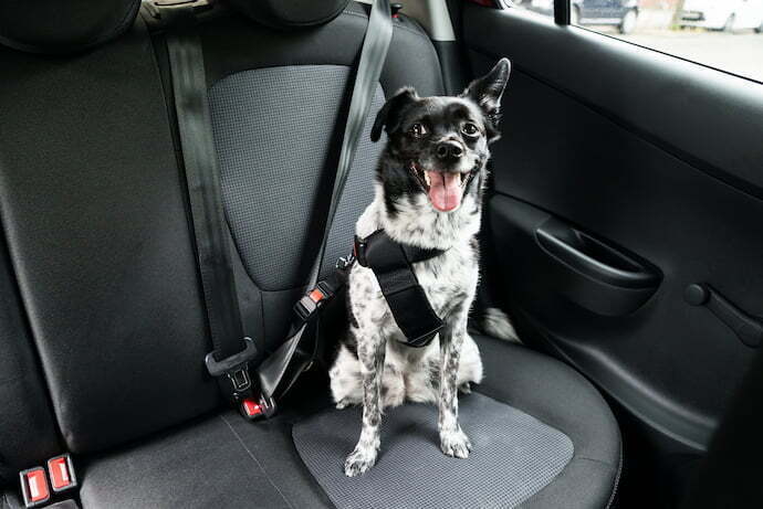 Cachorro sentado no carro com cinto de segurança