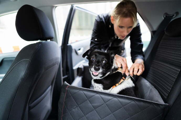 Mulher colocando sinto de segurança em seu cachorro dentro do carro