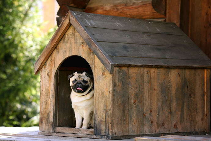 Cachorro dentro de uma casinha 