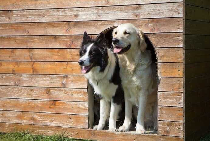 Dois cachorros dentro de uma casinha 