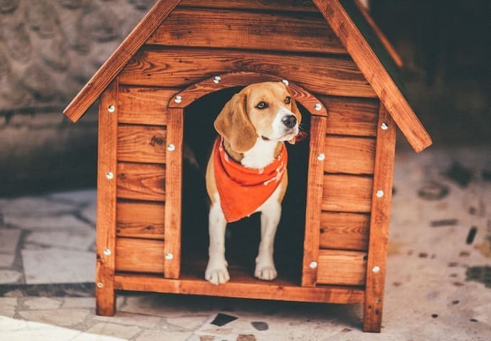 Cachorro dentro de uma casinha 