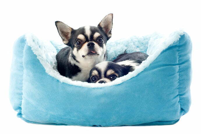 Dois cachorros pequenos em cama com laterais