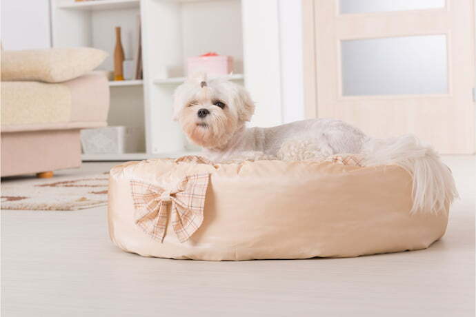 Cachorro peludo em uma cama decorada com um laço
