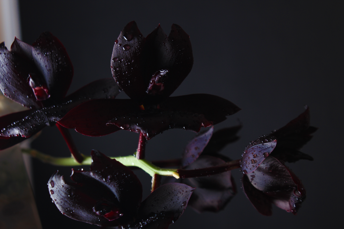 Galho de orquídea negra contra fundo escuro