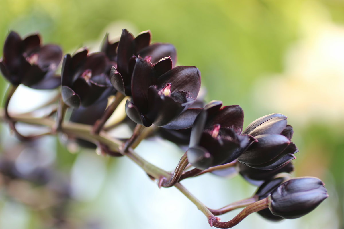 Cacho de orquídea negra com flores desabrochando