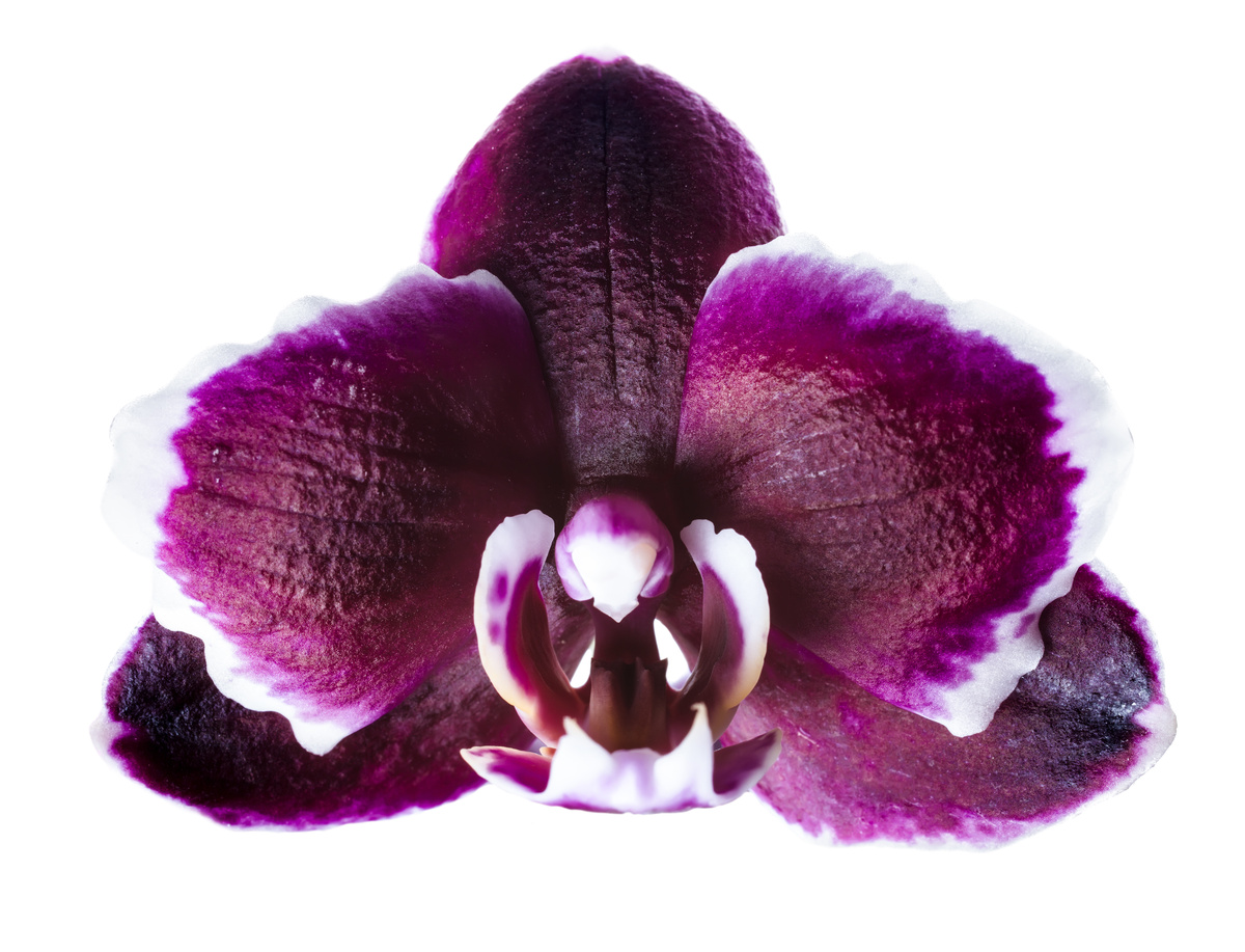 Flor da orquídea Phalaenopsis Ever Spring Black