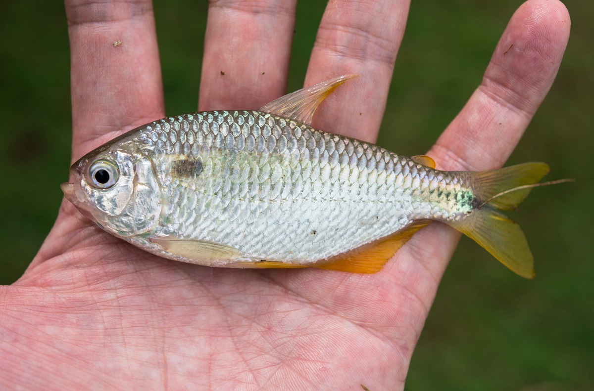 Pequeno peixe lambari isca natural