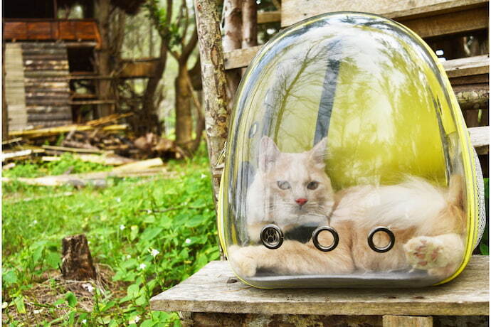 Gato na mochila para gatos transparente