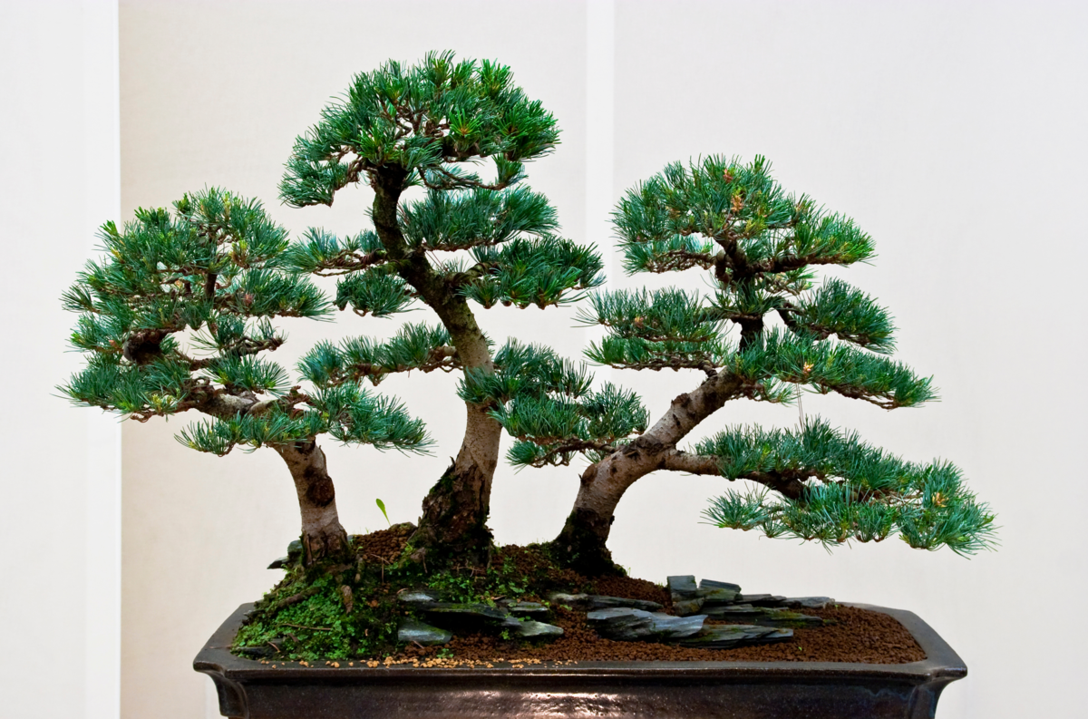 bonsai de pinheiro japonês
