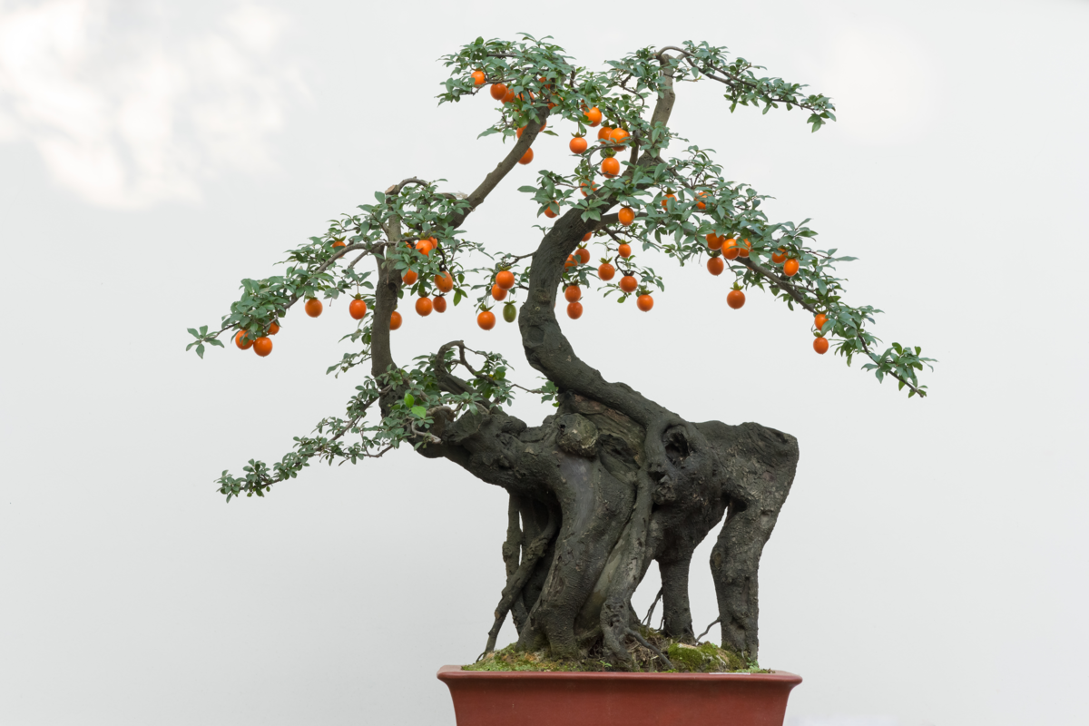 bonsai com frutas