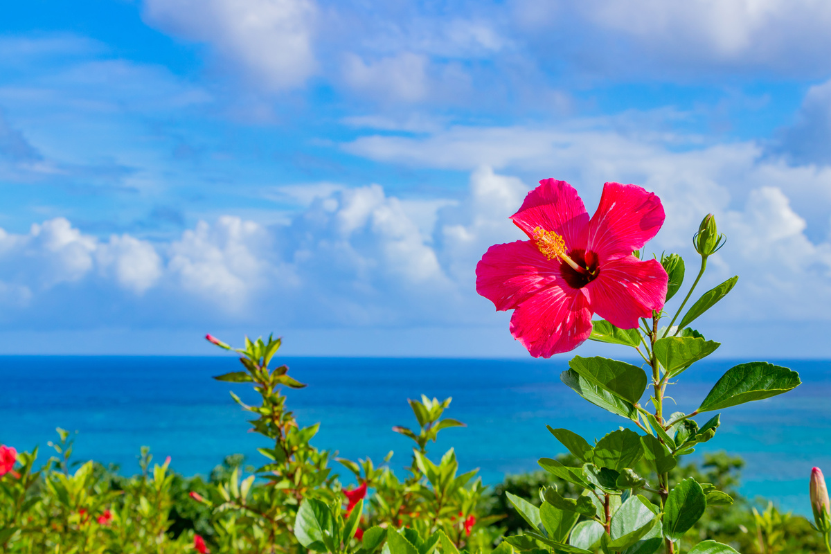 Flor de hibisco