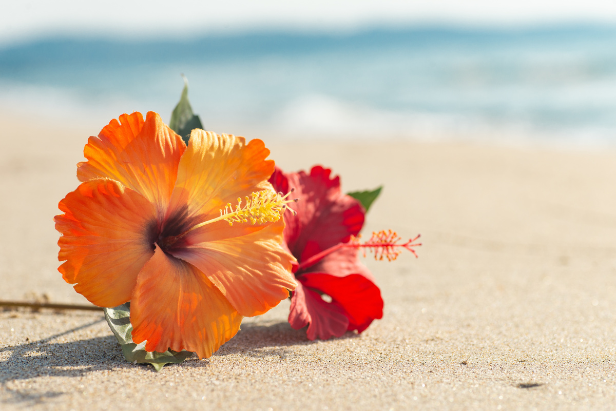 Flor de hibisco na praia