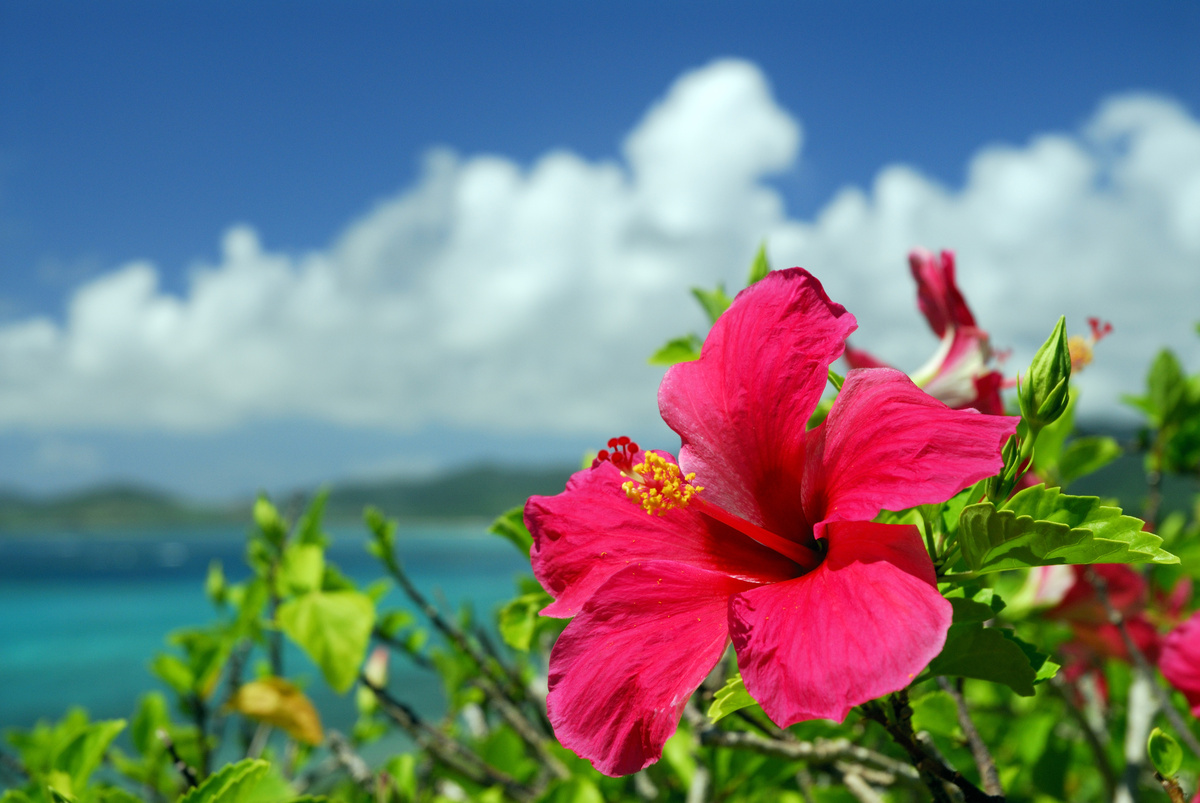 Hibiscus Rosa Sinensis Caracter Sticas Uso Medicinal E Muito Mais