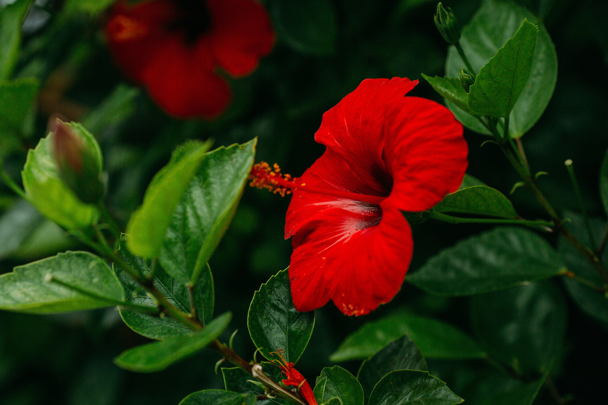 Flor vermelha de hibisco