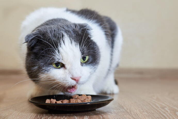 Gato comendo Sachê para gato