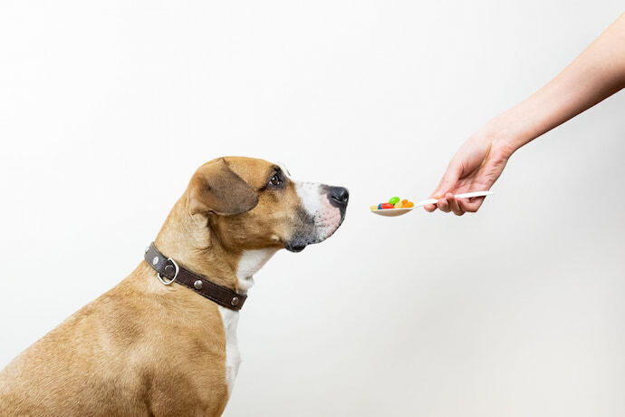 Pessoa dando probióticos para cachorro.