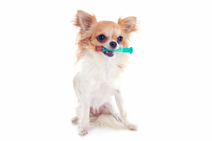 Cachorro com seringa de probióticos na boca. 