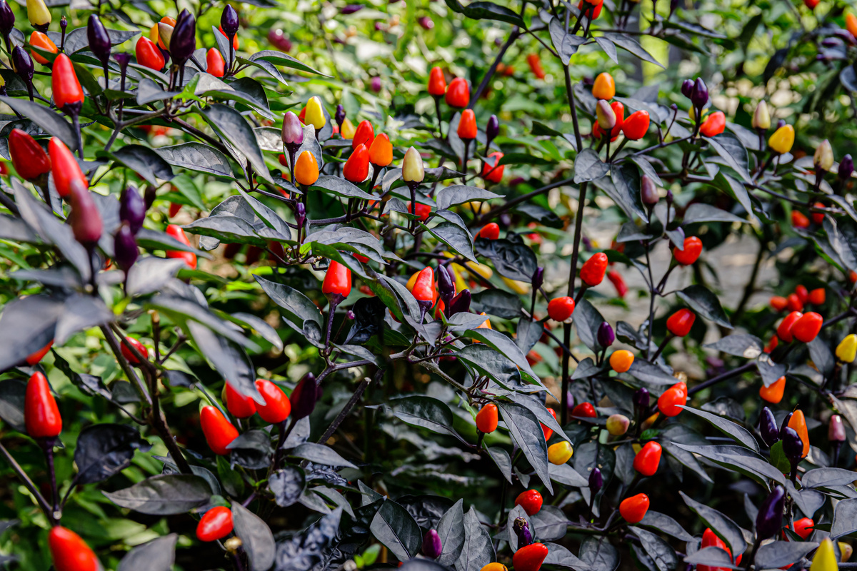 Arbusto de pimentas ornamentais 