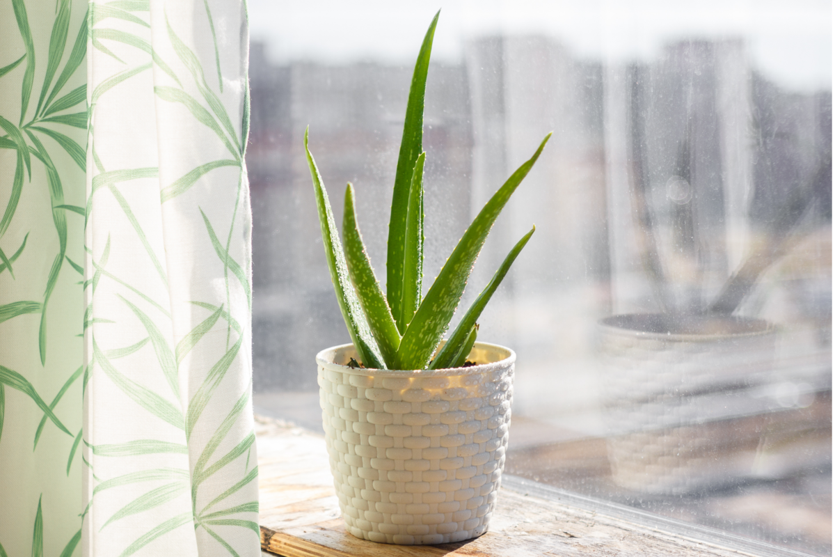 Suculenta Aloe em vaso na janela com sol