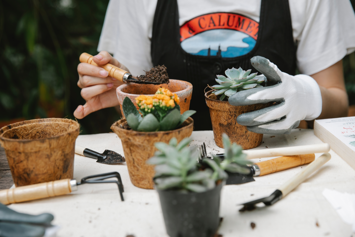 Pessoa cuidando e plantas suculentas, ferramentas, vasos e substrato sobre a mesa