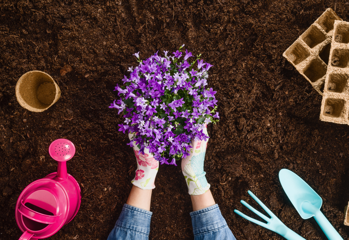 Como cuidar da flor de maio: mãos colocando uma muda no solo com ferramentas de jardinagem ao redor