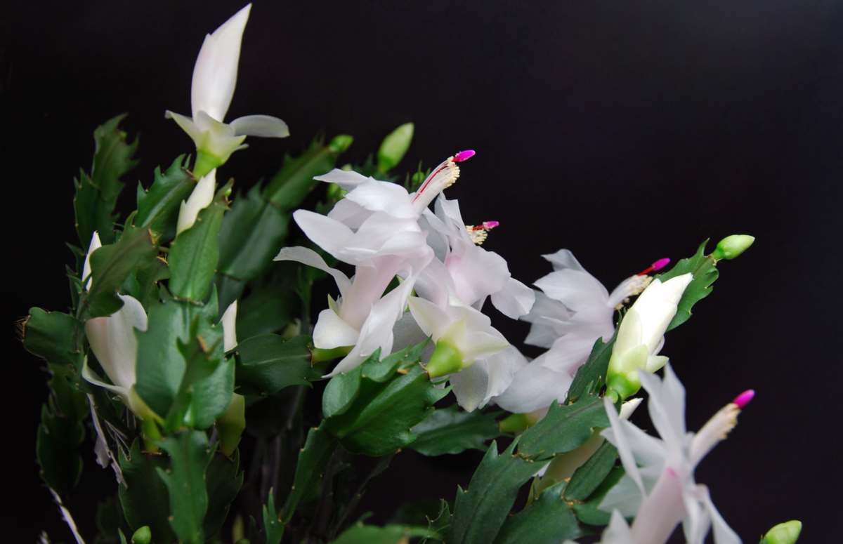 Planta flor de maio com muitas flores brancas