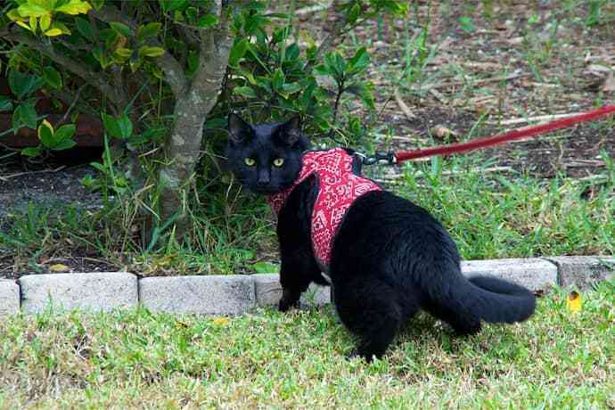 Gato preto passeando com coleira de peitoral vermelha