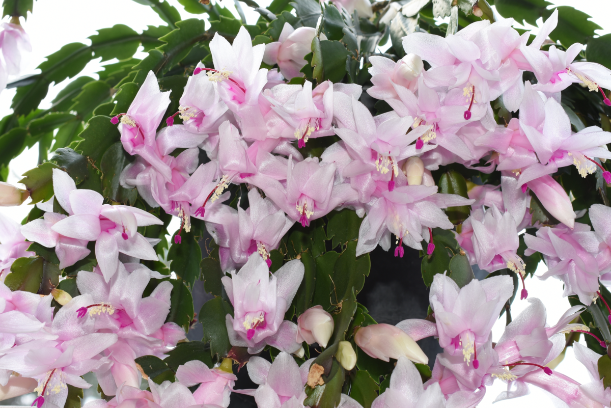 Planta flor de maio cheia de flores branco-rosadas