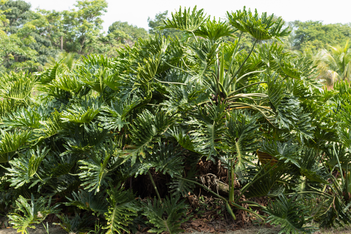 Enorme Philodendron bipinnatifidum