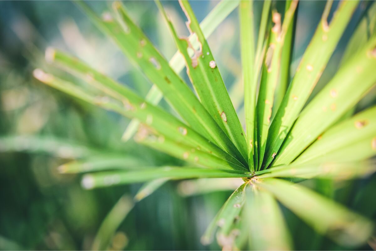 Folhas de areca bambu com pragas
