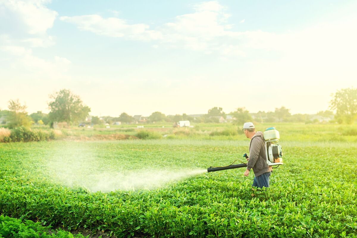 Fazendeiro aplicando pesticida nas plantações 