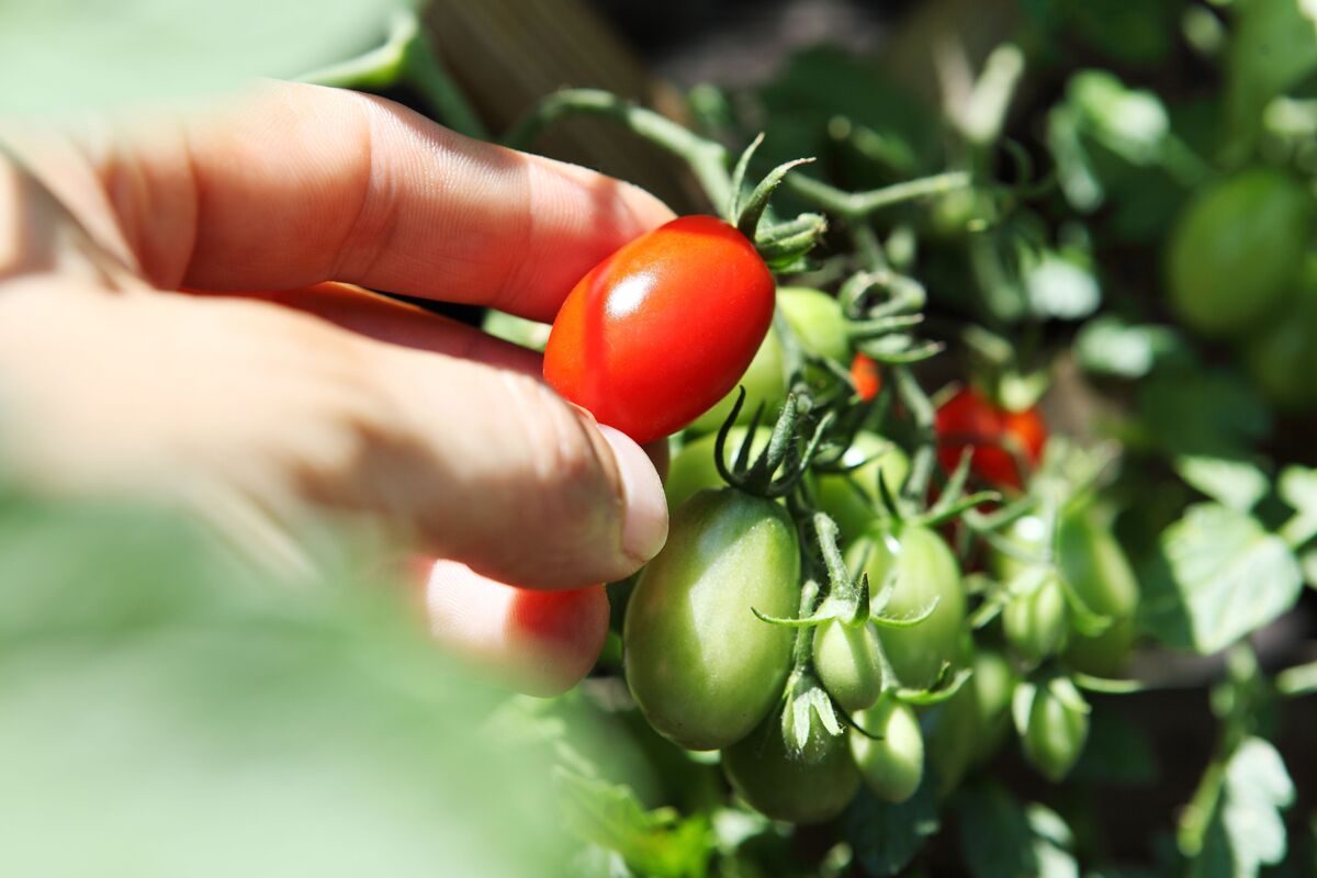 close up a uma mão segurando tomate cereja