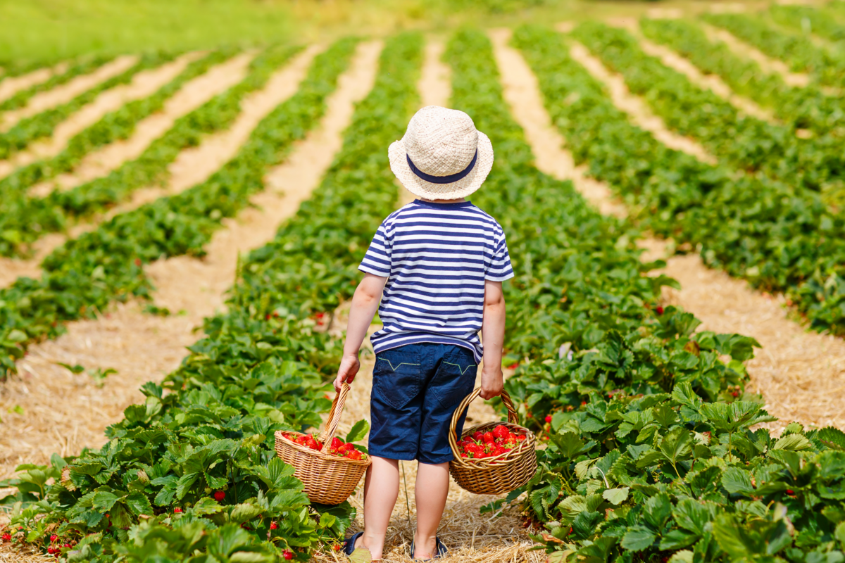 Uma criança segurando duas cestas cheias de morango em uma plantação de morango
