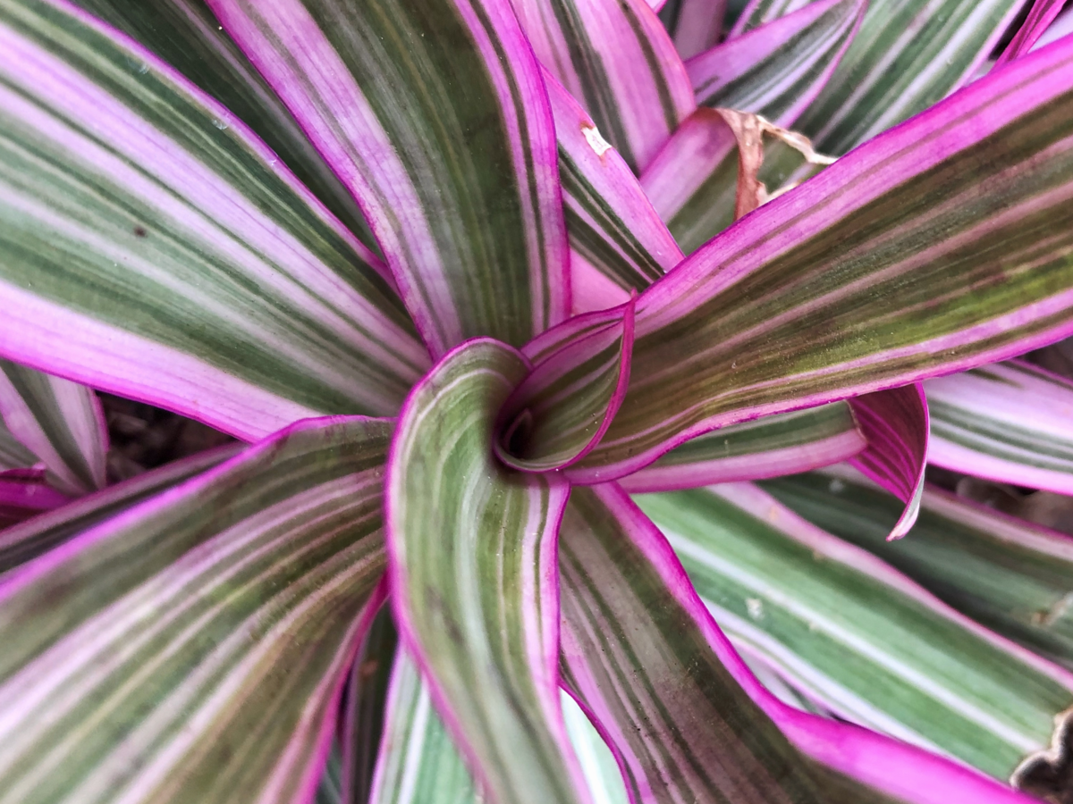 Close up no centro de um abacaxi roxo