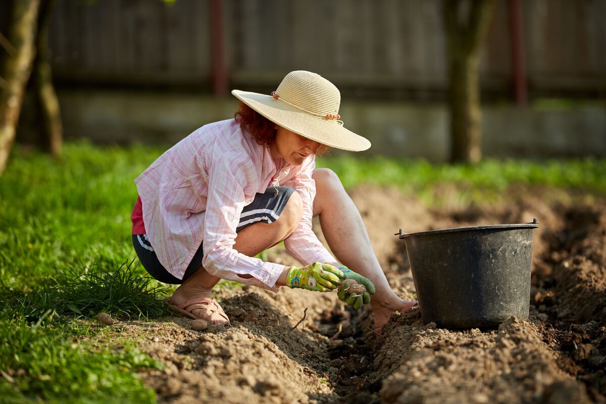 mulher plantando batata inglesa em seu campo