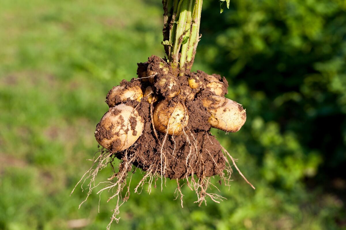 batata inglesa em muda com raízes