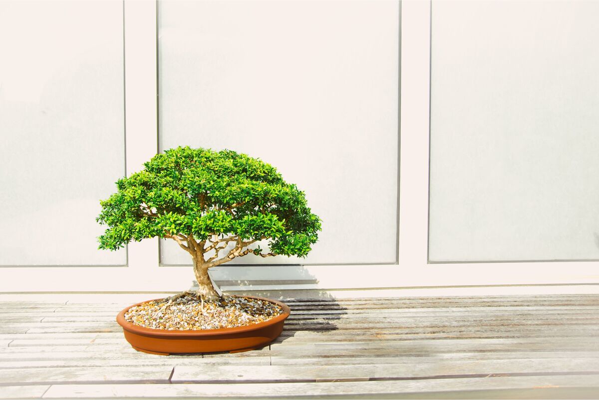 Vaso bonsai com fundo branco 