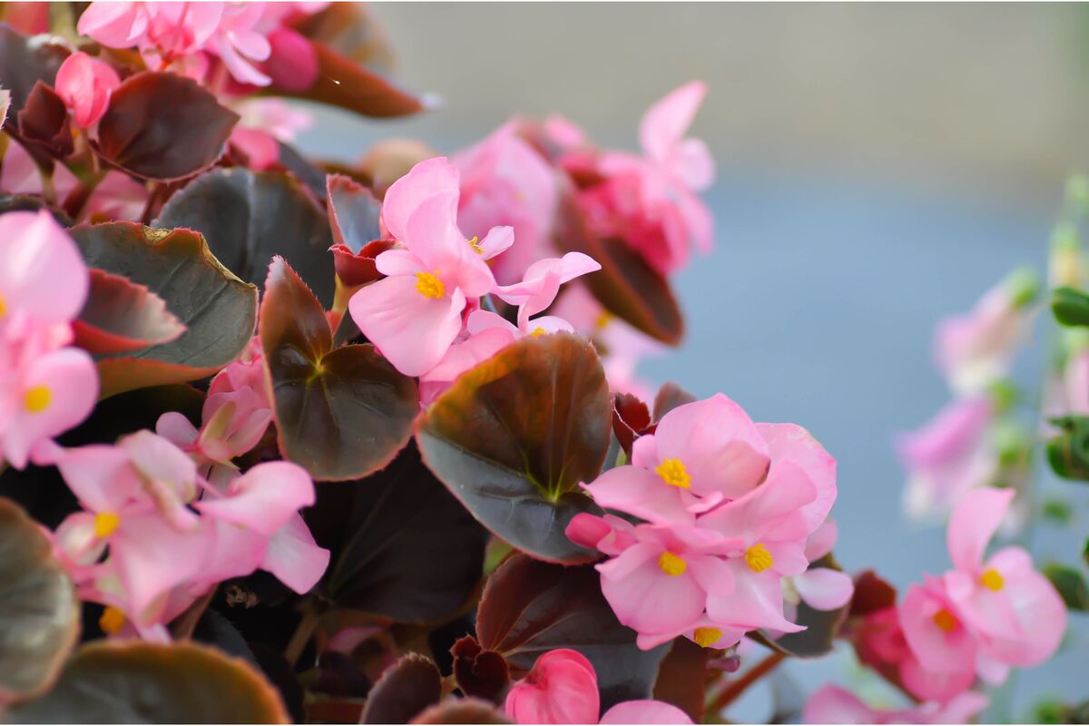 Begônias de cera com flores rosa claro