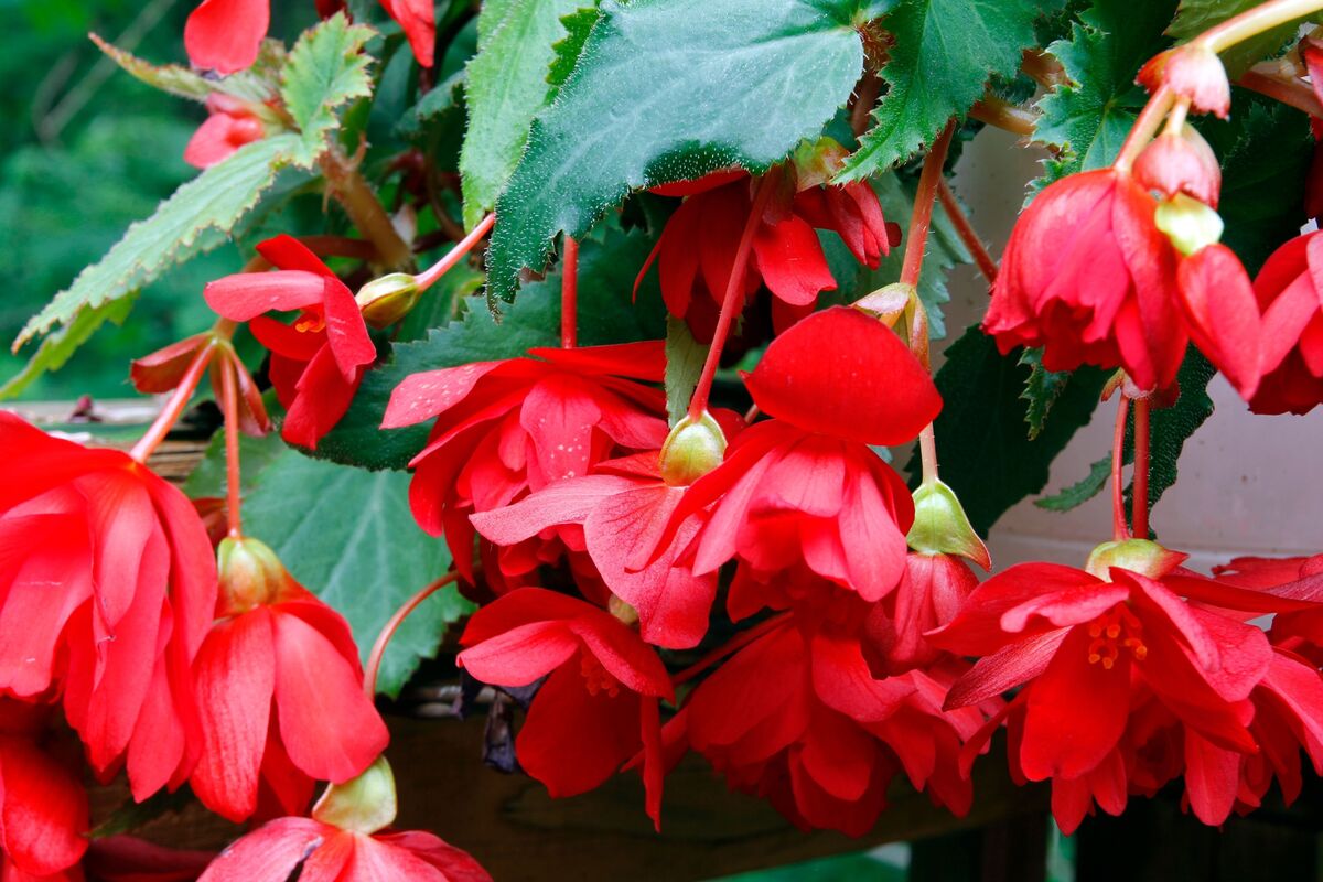 Begônia pendente de flores vermelhas