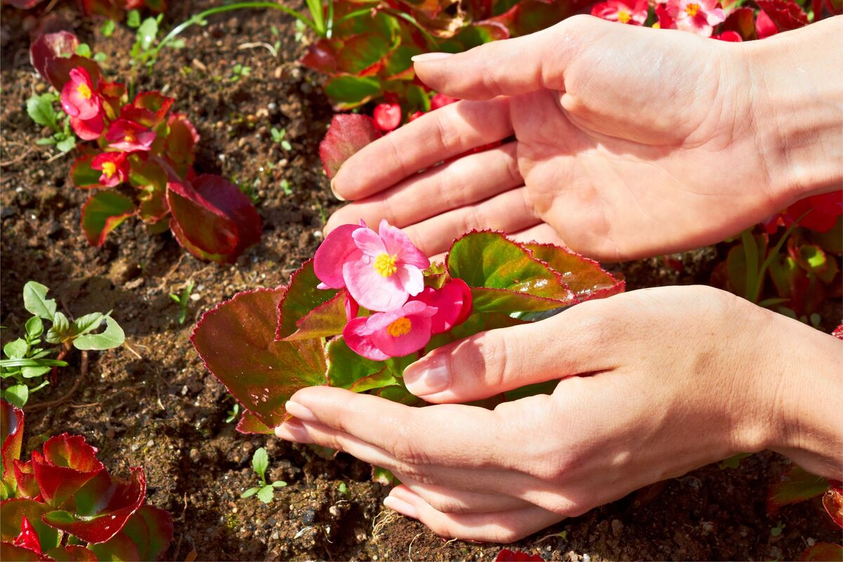 Como cuidar de begônia: pessoa com as mãos ao redor de begônia recém plantada