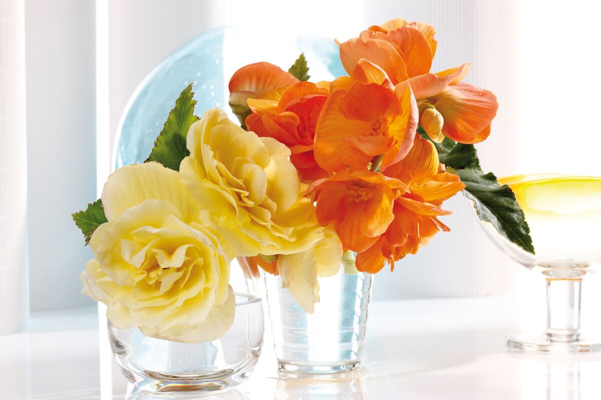 Flores de begônia laranja e amarela em copos de água