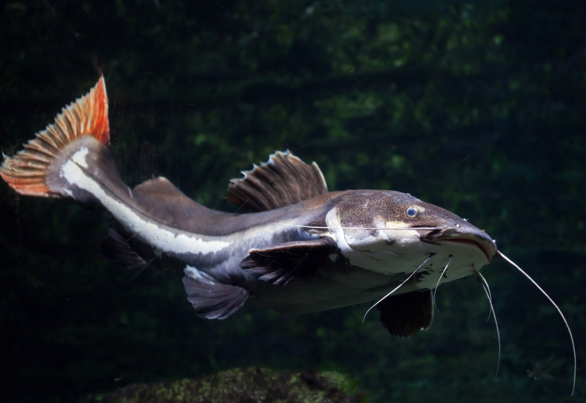 Principal Images Peixe L Rio Da Gua Doce Br Thptnganamst Edu Vn