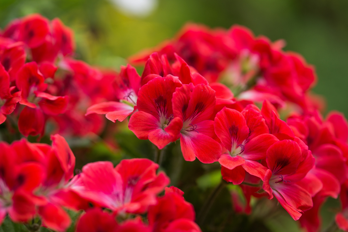 Flores de verão: espécies para jardim, dicas de cuidado e muito mais!